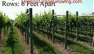 How to plant grapevines
