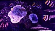 4K Fish Tank Marine Life Aquarium - TV Screensaver to Fall asleep, Study or Relax