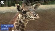 Baby giraffe makes public debut at Los Angeles Zoo