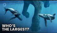 Largest Creatures To Ever Exist On Earth