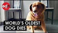 World’s Oldest Dog, Bobi, Dies Aged 31