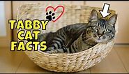10 Fun Facts About Tabby Cats