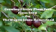 Growing Cherry Plum from Seed @ The Hagon Jones Homestead