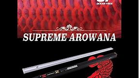 OF® Supreme Arowana LED-Super red