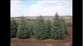 Plant Blue Spruce Trees We Grow Them in Doylestown
