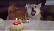 My Shiba Inu's First Birthday! (with an Amazing Gift)