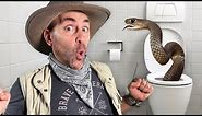 Angry Brown Snake in Toilet!