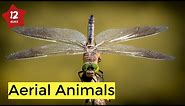 Aerial Animals (Kids)