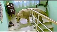 This Is How Wild Animals Invade People Homes