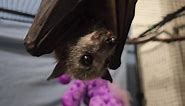 The only remaining orphaned... - Bats - Bomaderry and Beyond