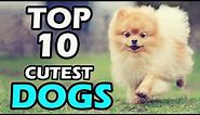 TOP 10 CUTEST DOG BREEDS IN THE WORLD