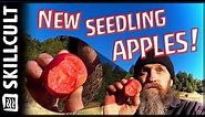 🍎Taste Testing NEW Red Fleshed Seedling Apples!🍎