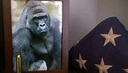 Harambe the gorilla is still dead. But Harambe the meme won’t die.
