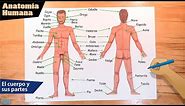 Cómo dibujar el cuerpo de un hombre y sus partes / Anatomía