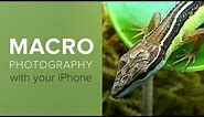 How To Shoot Close-Up and Macro Photography With Your iPhone
