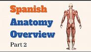 Spanish Anatomy Overview - Part 2 (trauma focus)