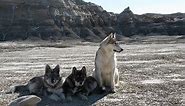 Wolf, Samoyed and wolf/samoyed puppies. The adventures of the wild wild wolf