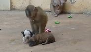 Happy Family Monkey baby real life play together Angel Alien and Jandy