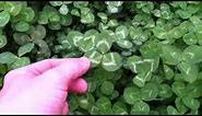 How to Find a 4-Leaf Clover