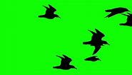 Download halloween bat flying Flock of Black crows loop motion graphics video transparent background with alpha channel for free