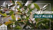 How To Plant, Grow And Care for Lilly Pillies - Bunnings Warehouse