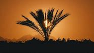 Palm tree silhouette at sunset - Free Stock Video