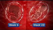 9 Months In The Womb | Pregnancy Week-By-Week