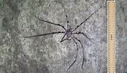 Giant Huntsman Spider (Heteropoda maxima)