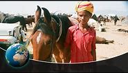 The supreme Marwari Horse - India's magical creature