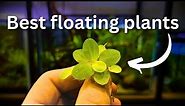 Best Floating Plants? TOP 5 and beginner guide!