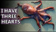 Octopus facts: what is an octopus? | Animal Fact Files