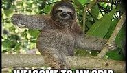 Funny Sloth Memes | 2014 | Animal Memes