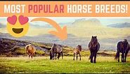 TOP 10 Most Popular Horse Breeds on DiscoverTheHorse!