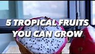 5 Tropical Fruit Plants to Grow at Home | creative explained