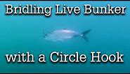 How to Bridle Live Bunker on a Circle Hook for Big Striped Bass