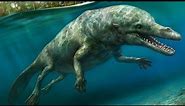 The Evolutionary History of Whales - Cetacean Evolution Part 1