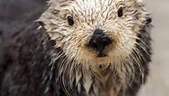 Rosa The Sea Otter—From Pup To Adult!