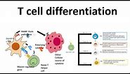 T cell differentiation (role of cytokines in T cell differentiation)
