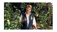 Growing Passionfruit - Gardening Australia