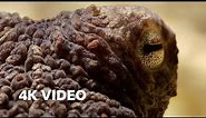 Extraordinary Octopus Takes To Land | 4K UHD | The Hunt | BBC Earth