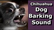 Chihuahua Dog Barking