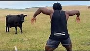 Hilarious cow chasing & attack. Funny & scary moments.