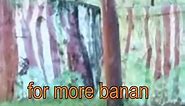 Will you give monkey banana? #monkey #monki #memes #sound #funny #edit #edited #banana #offer #meme
