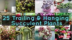 25 Trailing & Hanging Succulent Plants