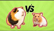 Guinea Pig vs Hamster | Who Will Win Your Heart?