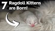 Ragdoll Cat Gives Birth to 7 Kittens