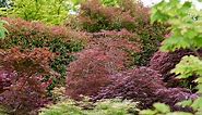 How to grow a Japanese maple