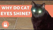Why Do Cat Eyes Shine in Photos?