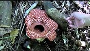 Rafflesia philippensis