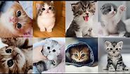 30 Cute Kitten dp | Cute cat Wallpaper|Beautiful cats